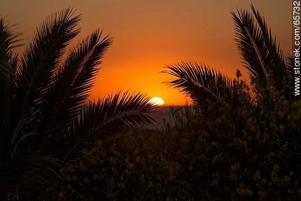 Sunset between the palm trees - Department of Maldonado - URUGUAY. Foto No. 65732