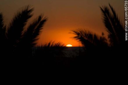 Sunset between the palm trees - Department of Maldonado - URUGUAY. Foto No. 65733
