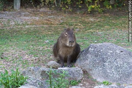Capybara - Department of Maldonado - URUGUAY. Photo #65956