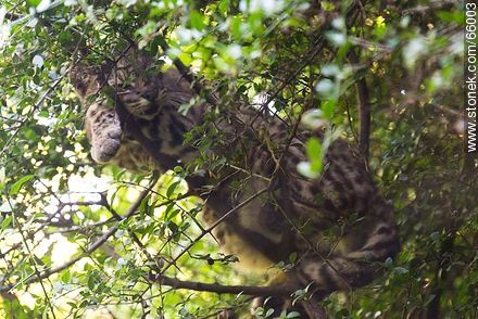 Wild cat in the wildlife reserve - Fauna - MORE IMAGES. Foto No. 66003