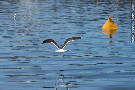 Seagull flying - Punta del Este and its near resorts - URUGUAY. Foto No. 66012