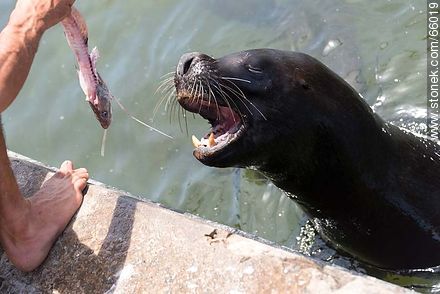 Sea lions in the harbor - Punta del Este and its near resorts - URUGUAY. Photo #66019