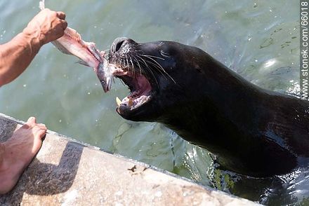 Sea lions in the harbor - Punta del Este and its near resorts - URUGUAY. Photo #66018