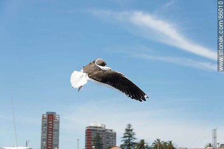 Seagull flying - Fauna - MORE IMAGES. Foto No. 66010