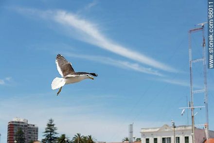 Seagull flying - Punta del Este and its near resorts - URUGUAY. Photo #66011