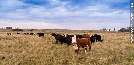 Cattle in the field -  - URUGUAY. Foto No. 66047