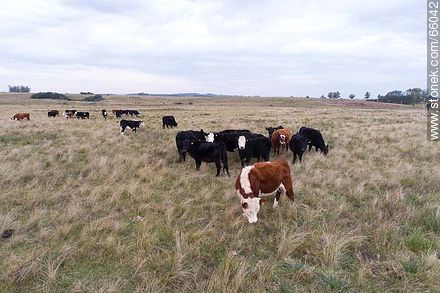 Cattle in the field - Fauna - MORE IMAGES. Photo #66042