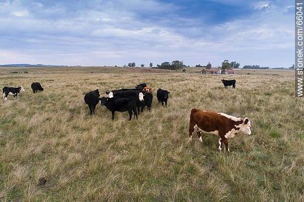 Cattle in the field - Fauna - MORE IMAGES. Foto No. 66041