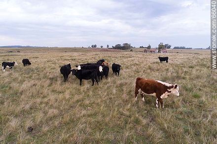 Cattle in the field - Fauna - MORE IMAGES. Foto No. 66040