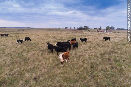 Cattle in the field - Fauna - MORE IMAGES. Foto No. 66035