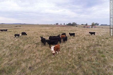 Cattle in the field - Fauna - MORE IMAGES. Photo #66034