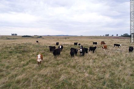 Cattle in the field - Fauna - MORE IMAGES. Foto No. 66032