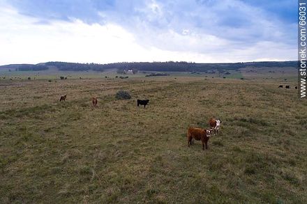 Cattle in the field - Fauna - MORE IMAGES. Foto No. 66031