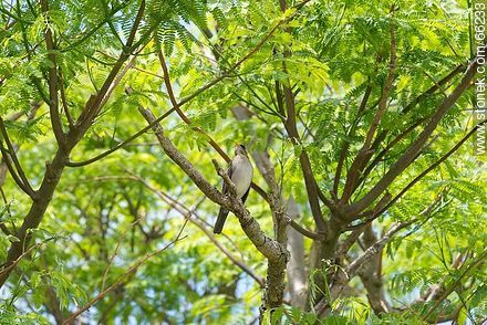 Sabiá - Fauna - IMÁGENES VARIAS. Foto No. 66233