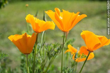 Golden poppy, California sunlight, cup of gold  - Flora - MORE IMAGES. Foto No. 66246