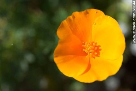 Golden poppy, California sunlight, cup of gold  - Flora - MORE IMAGES. Photo #66244