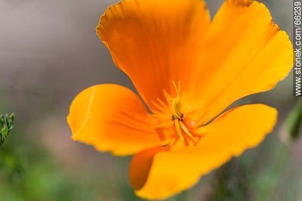 Golden poppy, California sunlight, cup of gold  - Flora - MORE IMAGES. Photo #66239