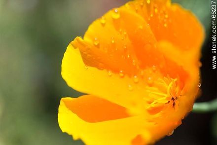 Golden poppy, California sunlight, cup of gold  - Flora - MORE IMAGES. Photo #66237