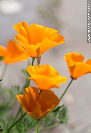 Golden poppy, California sunlight, cup of gold  - Flora - MORE IMAGES. Photo #66235