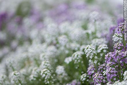 Alisos blancos y violetas - Flora - IMÁGENES VARIAS. Foto No. 66226