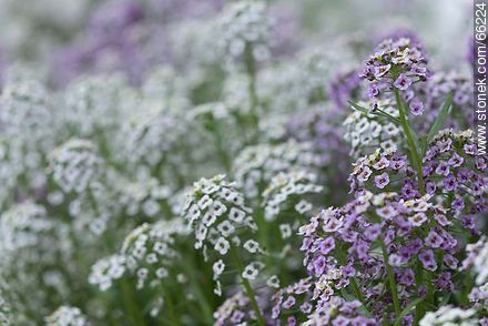 Alisos blancos y violetas - Flora - IMÁGENES VARIAS. Foto No. 66224