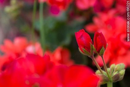 Malvones rojos - Flora - IMÁGENES VARIAS. Foto No. 66221