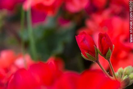 Malvones rojos - Flora - IMÁGENES VARIAS. Foto No. 66220
