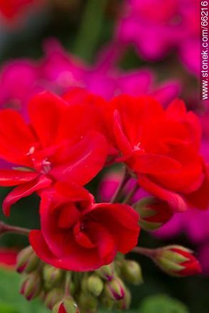 Malvones rojos - Flora - IMÁGENES VARIAS. Foto No. 66216