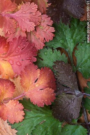 Hojas de cilantro con variantes de color por caducidad -  - IMÁGENES VARIAS. Foto No. 66191