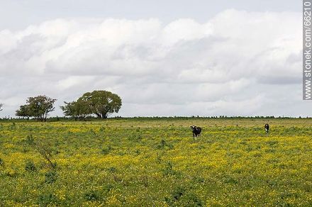 Flowery field with a couple of calves -  - URUGUAY. Foto No. 66210