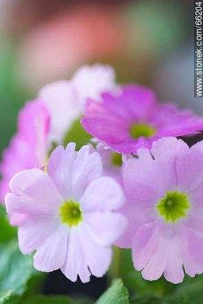 Evening Primrose Flower - Flora - MORE IMAGES. Photo #66204