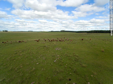 Vista aérea de ganado vacuno raza Hereford - Fauna - IMÁGENES VARIAS. Foto No. 66560