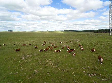 Vista aérea de ganado vacuno raza Hereford - Fauna - IMÁGENES VARIAS. Foto No. 66561