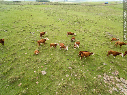 Vista aérea de ganado vacuno raza Hereford - Fauna - IMÁGENES VARIAS. Foto No. 66562