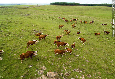 Vista aérea de ganado vacuno raza Hereford - Fauna - IMÁGENES VARIAS. Foto No. 66563