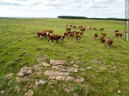 Vista aérea de ganado vacuno raza Hereford - Fauna - IMÁGENES VARIAS. Foto No. 66564