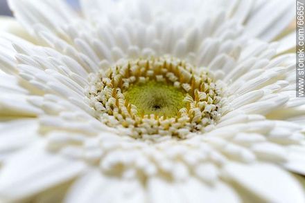 Daisy with white petals - Flora - MORE IMAGES. Photo #66657