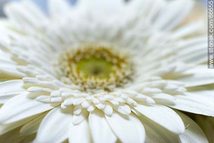 Daisy with white petals - Flora - MORE IMAGES. Photo #66655