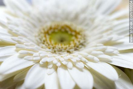 Daisy with white petals - Flora - MORE IMAGES. Photo #66654