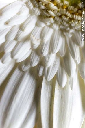 Daisy with white petals - Flora - MORE IMAGES. Photo #66653