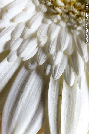 Daisy with white petals - Flora - MORE IMAGES. Photo #66652