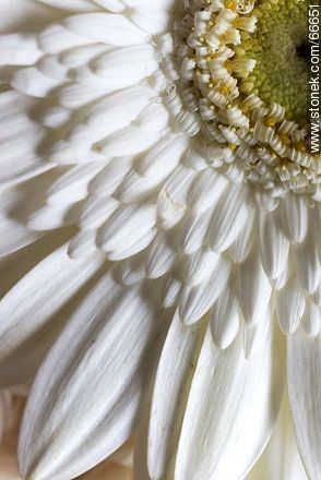 Margarita de pétalos blancos - Flora - IMÁGENES VARIAS. Foto No. 66651
