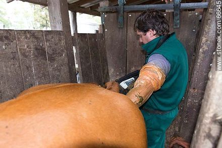 Inseminación artificial en ganado vacuno - Fauna - IMÁGENES VARIAS. Foto No. 66645