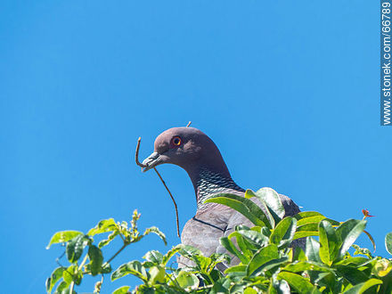 Picazuro pigeon with a branch on its beak building a nest - Fauna - MORE IMAGES. Photo #66789