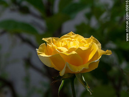 Rosa amarilla - Flora - IMÁGENES VARIAS. Foto No. 66816