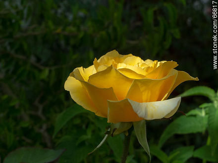 Rosa amarilla - Flora - IMÁGENES VARIAS. Foto No. 66817