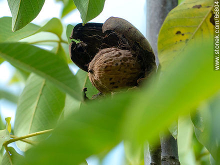 Fruto de nogal común. La cáscara, involucro, abierto, mostrando la nuez - Flora - IMÁGENES VARIAS. Foto No. 66804