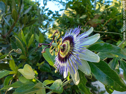 Pasionaria azul - Flora - IMÁGENES VARIAS. Foto No. 66798