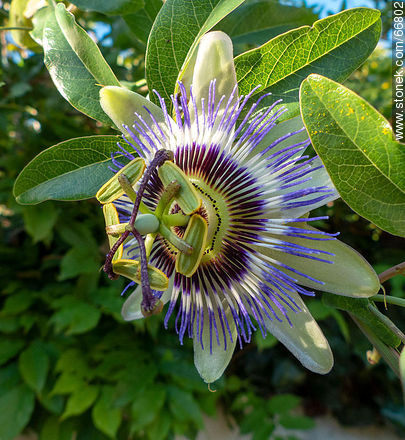 Blue passionflower - Flora - MORE IMAGES. Photo #66802