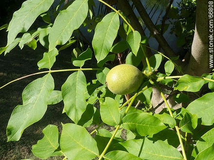 Frutos inmaduros de nogal (trimas) en verano - Flora - IMÁGENES VARIAS. Foto No. 66808